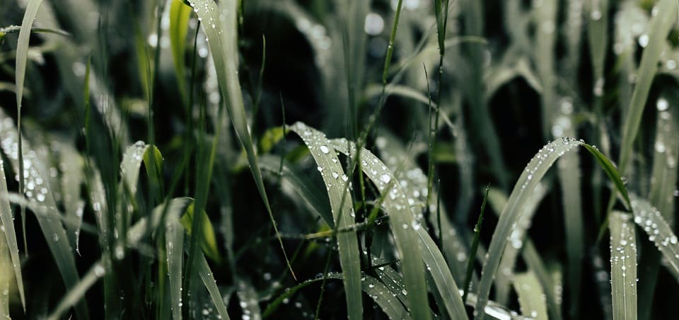 How much does Google really care about content freshness - fresh grass